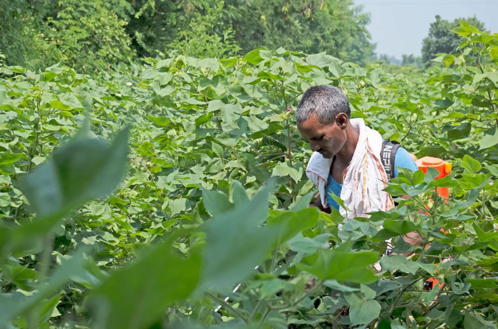 03a_IMGP_1156_JH_The_storm_brewing_in_Indias_cotton_fields_e62d2d3721