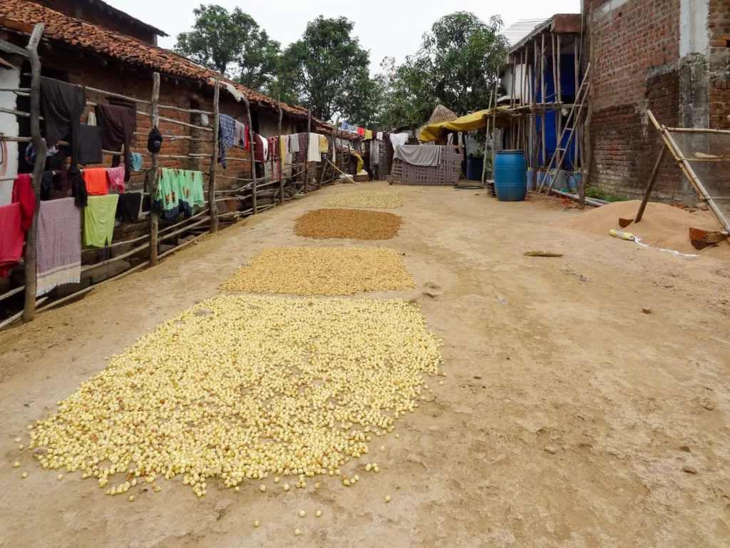 03b_DSC_04998_JH_Gondias_poor_still_bank_on_3_Ms_Mahua_MNREGA_and_Migration_9d81f721f3