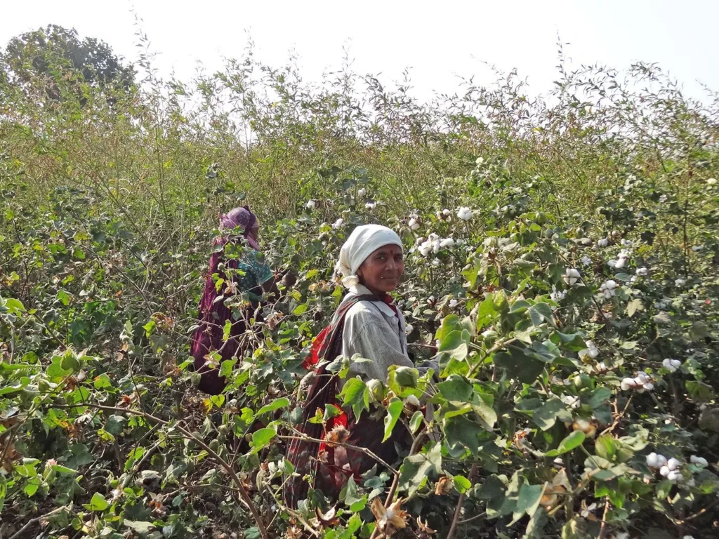 05a_DSC_02231_JH_The_storm_brewing_in_Indias_cotton_fields_6e16dc9e30
