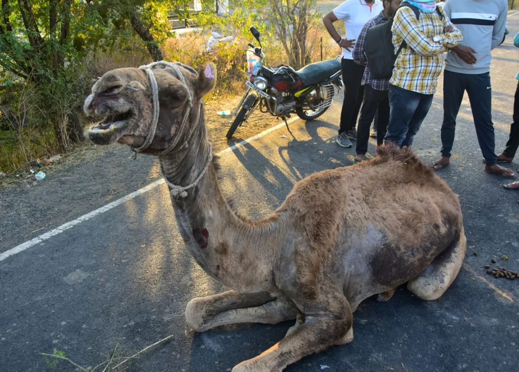 05a_DSC_7320_JH_The_Kachchh_caravan_stumbles_on_6_Qbyry3_076fdfff30