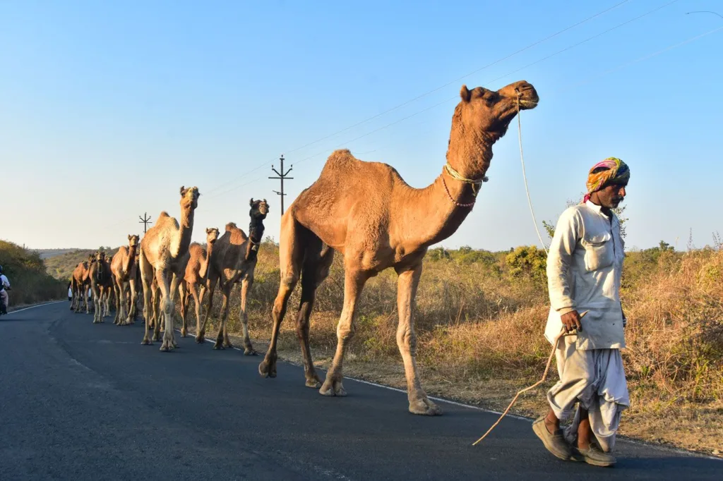 05b_DSC_7282_JH_The_Kachchh_caravan_stumbles_on_db_A_Mwwj_134e9d4ffc