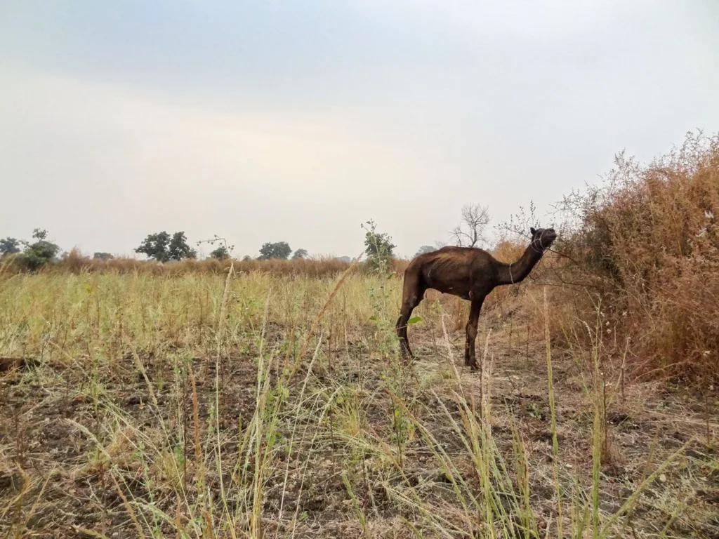 06b_DSC_04792_JH_The_Kachchh_caravan_stumbles_on_Ugf_X4_IU_630c04ca79