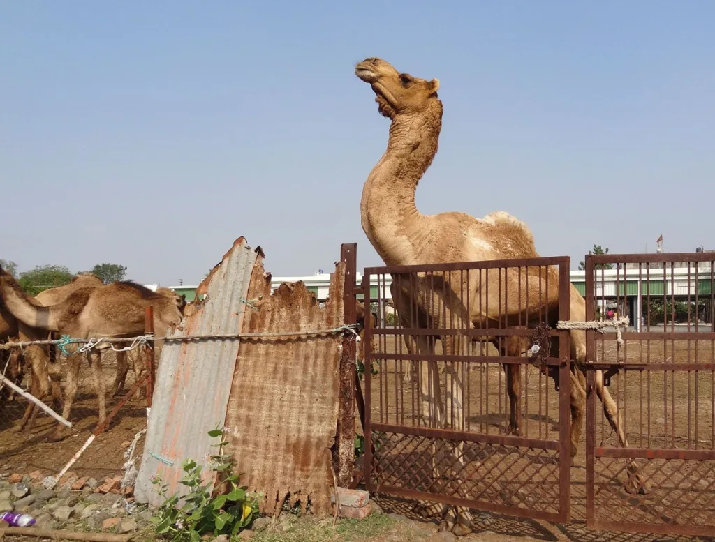 10a_DSC_03782_JH_Kachchh_camels_custody_ships_of_the_deserted_6b466f943e