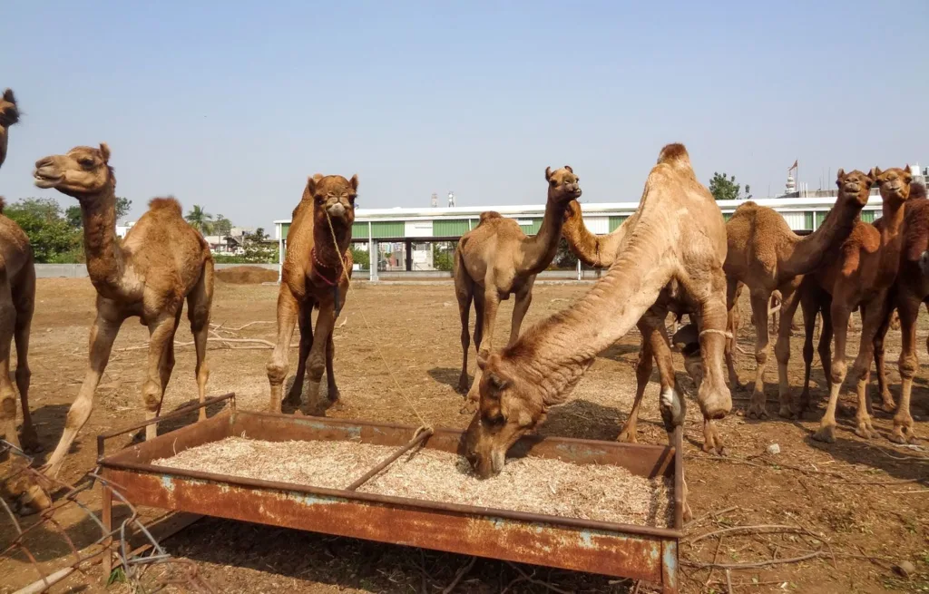 11a_DSC_03798_JH_Kachchh_camels_custody_ships_of_the_deserted_8952e2d974