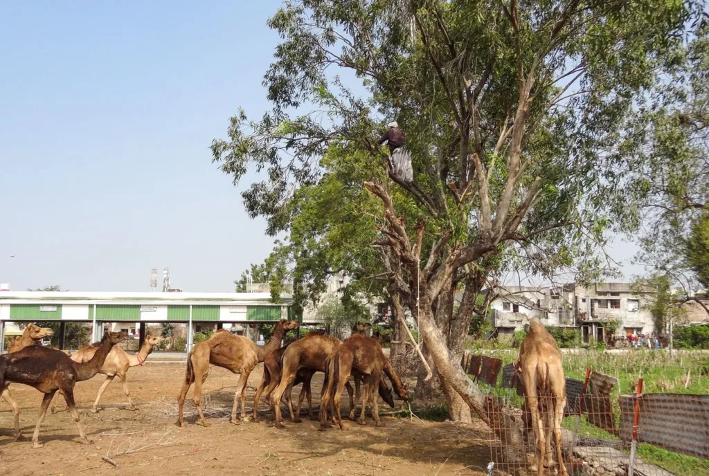 11b_DSC_03803_JH_Kachchh_camels_custody_ships_of_the_deserted_6ffa57d5f0