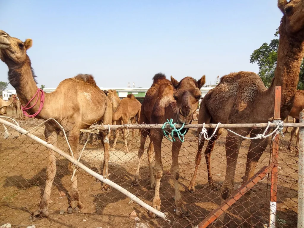 12a_DSC_03714_JH_Kachchh_camels_custody_ships_of_the_deserted_62b7f7f811