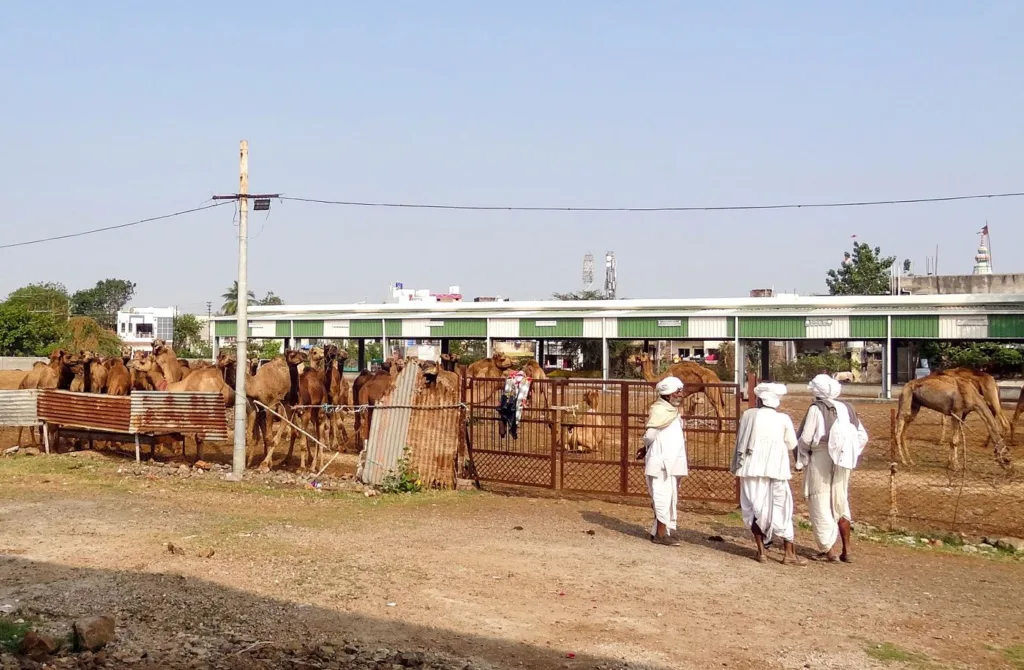 12b_DSC_03738_JH_Kachchh_camels_custody_ships_of_the_deserted_0733e11dc9