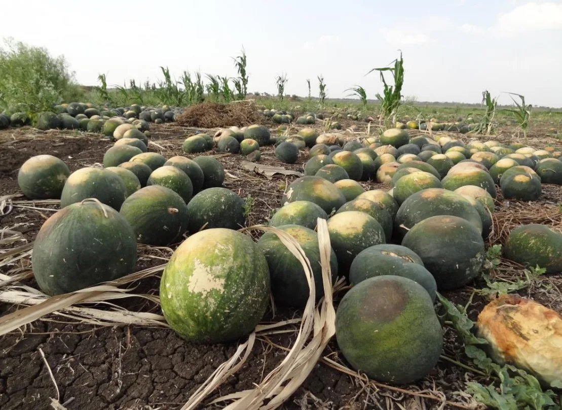 Watermelons mauled by hail in summer 2015